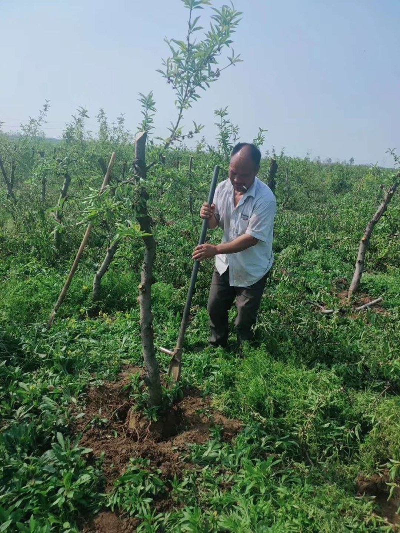 常年供应各种占地果树，桃树，李子树，梨树