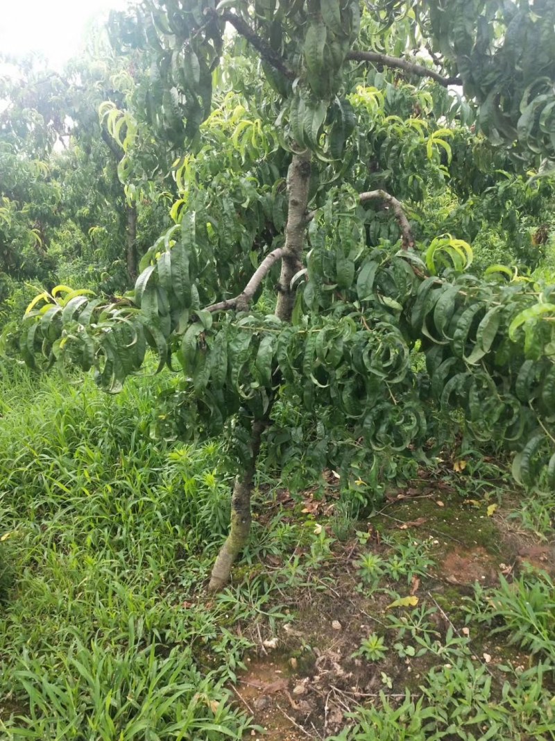 常年供应各种占地果树，桃树，李子树，梨树