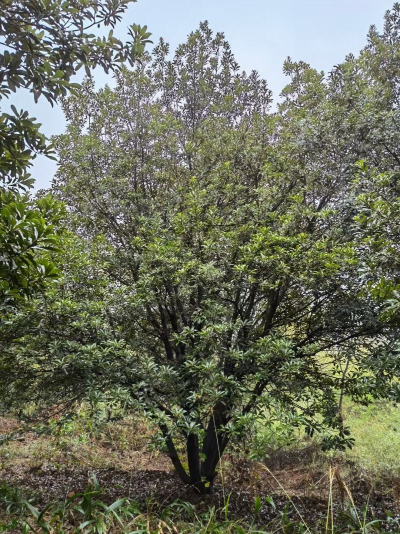 丛生杨梅树，多杆杨梅树，郴州基地直供，量大从优