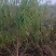 常年供应各种占地果树，桃树，李子树，梨树