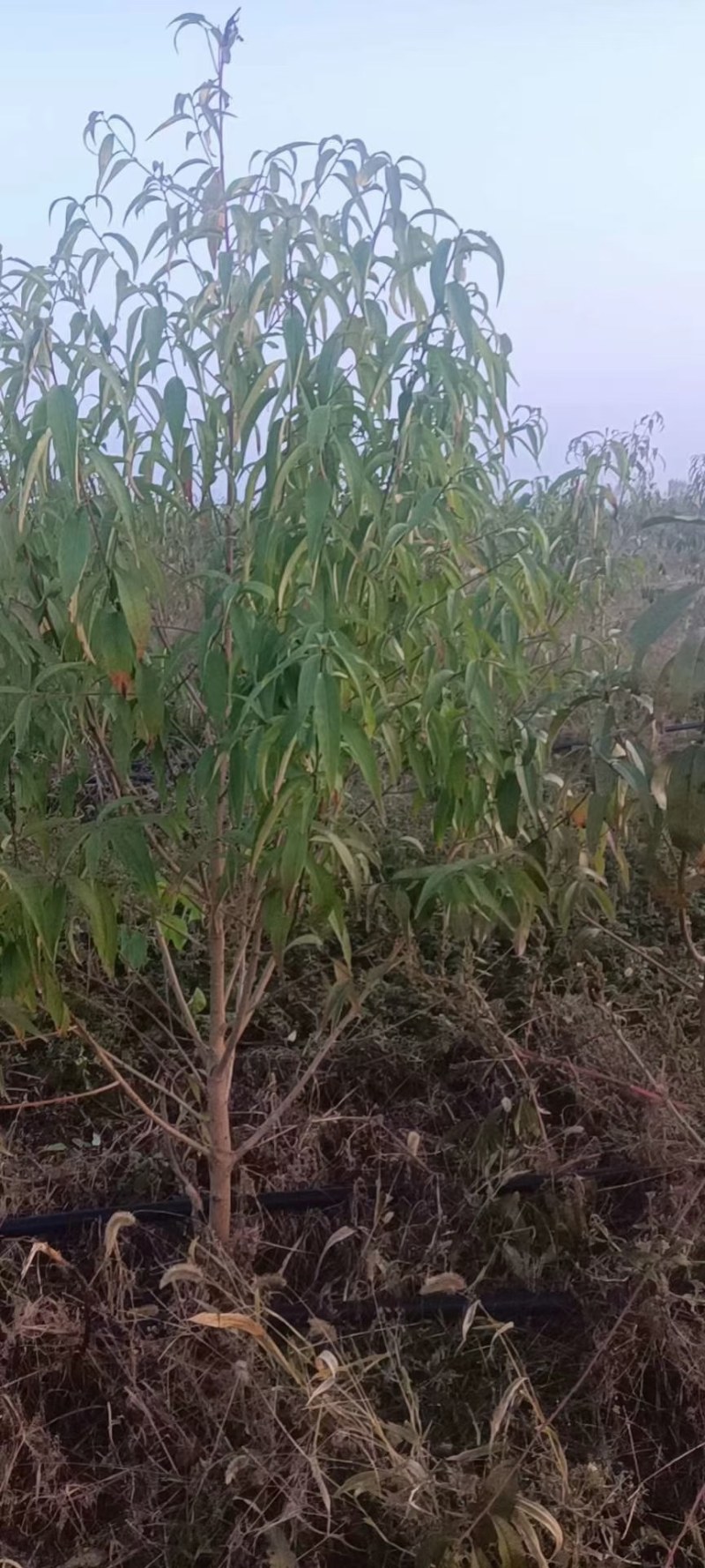 常年供应各种占地果树，桃树，李子树，梨树