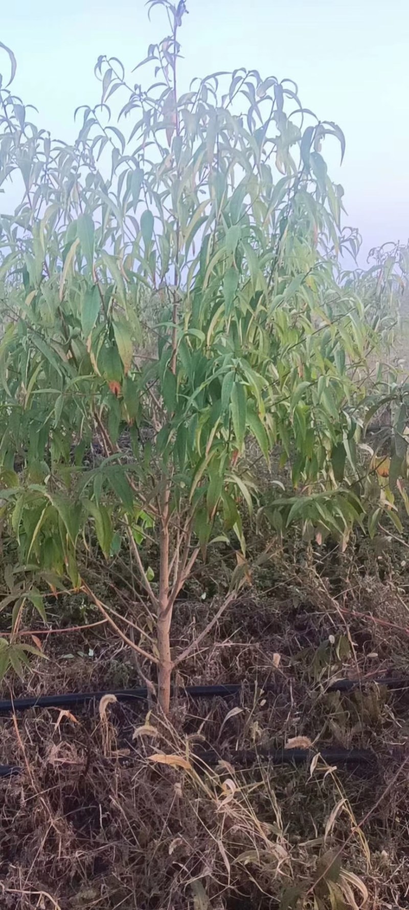 常年供应各种占地果树，桃树，李子树，梨树