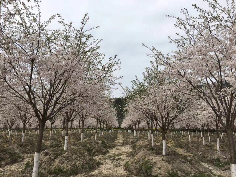 晚樱，日本樱花，早樱花，高低分支各种规格樱花。