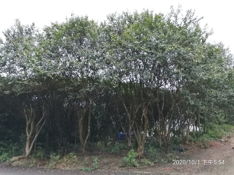 晚樱，日本樱花，早樱花，高低分支各种规格樱花。