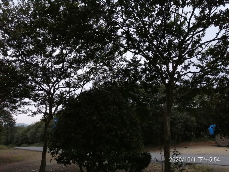 晚樱，日本樱花，早樱花，高低分支各种规格樱花。