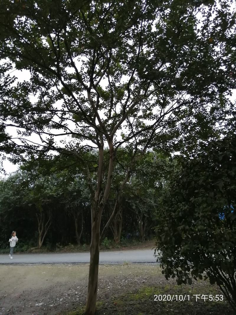 晚樱，日本樱花，早樱花，高低分支各种规格樱花。