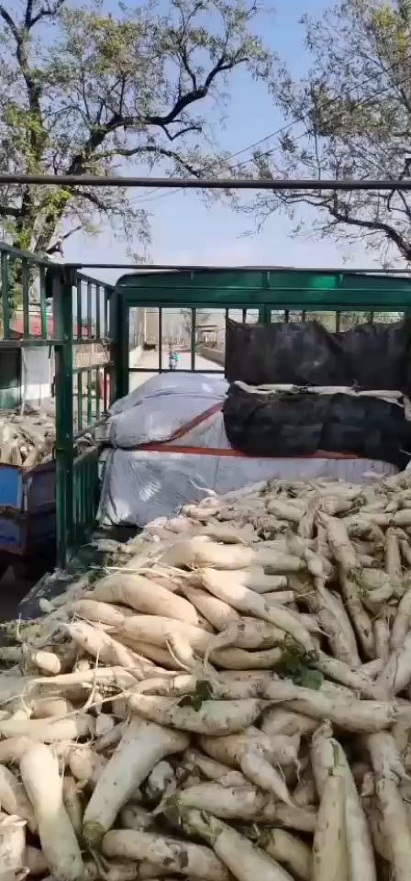 青罗卜水果罗卜白萝卜