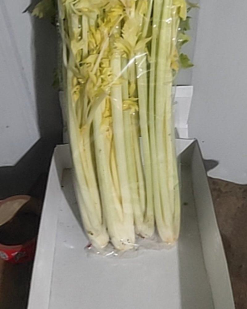 山东万亩黄苗芹菜基地60cm以上，产地直供。