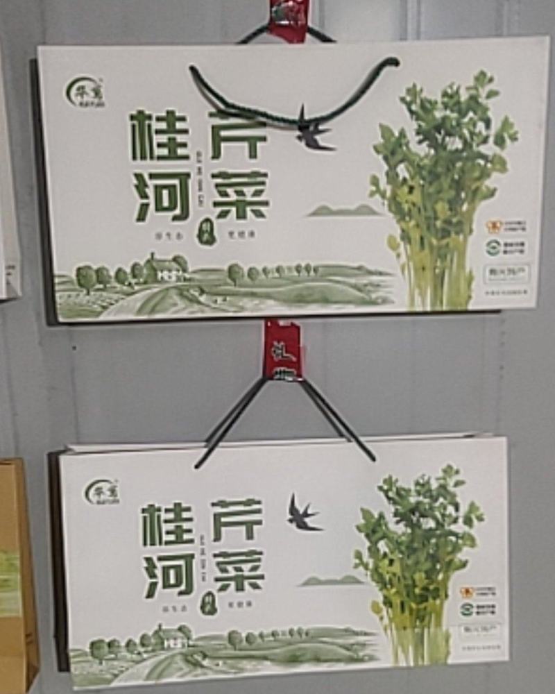 山东万亩黄苗芹菜基地60cm以上，产地直供。