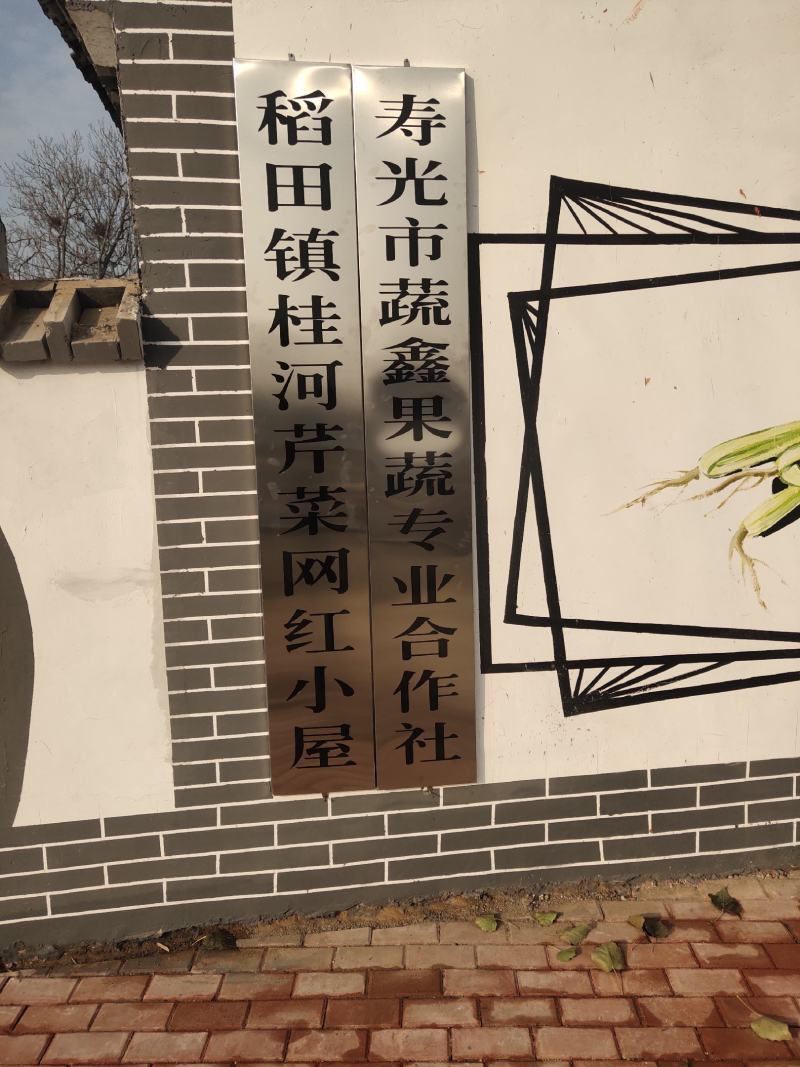 山东万亩黄苗芹菜基地60cm以上，产地直供。