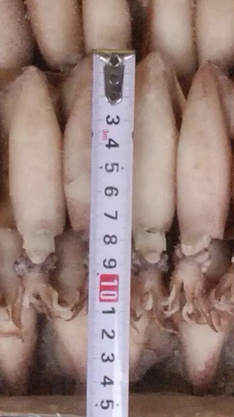 笔管鱼，新鲜笔管鱼，全籽坞海兔，全国代发货