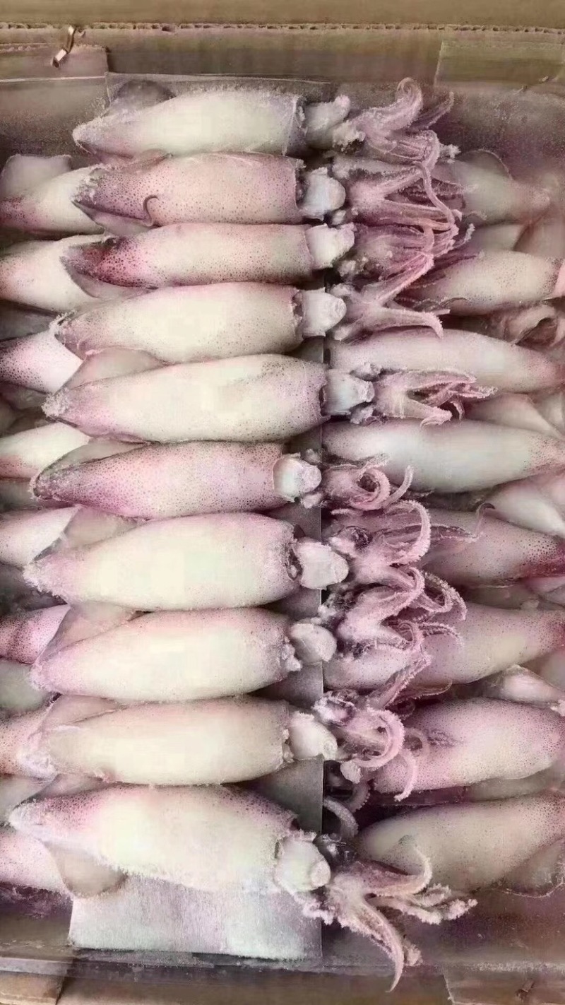 笔管鱼，新鲜笔管鱼，全籽坞海兔，全国代发货