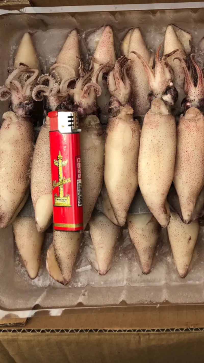 笔管鱼，新鲜笔管鱼，全籽坞海兔，全国代发货
