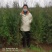 苗木直销精品大田侧柏