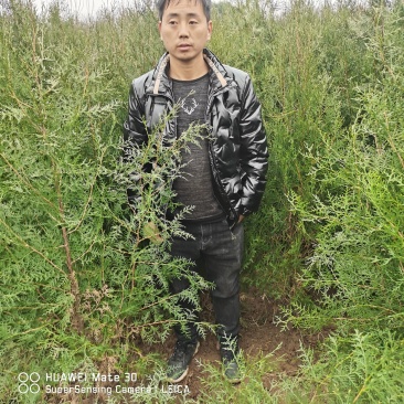 苗木直销精品大田侧柏
