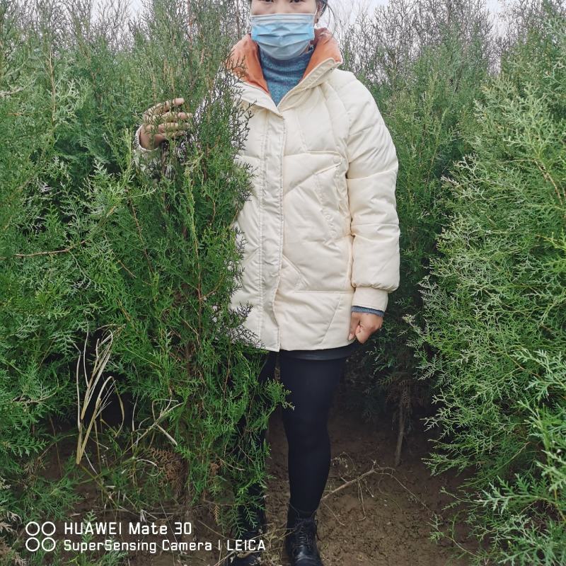 苗木直销精品大田侧柏