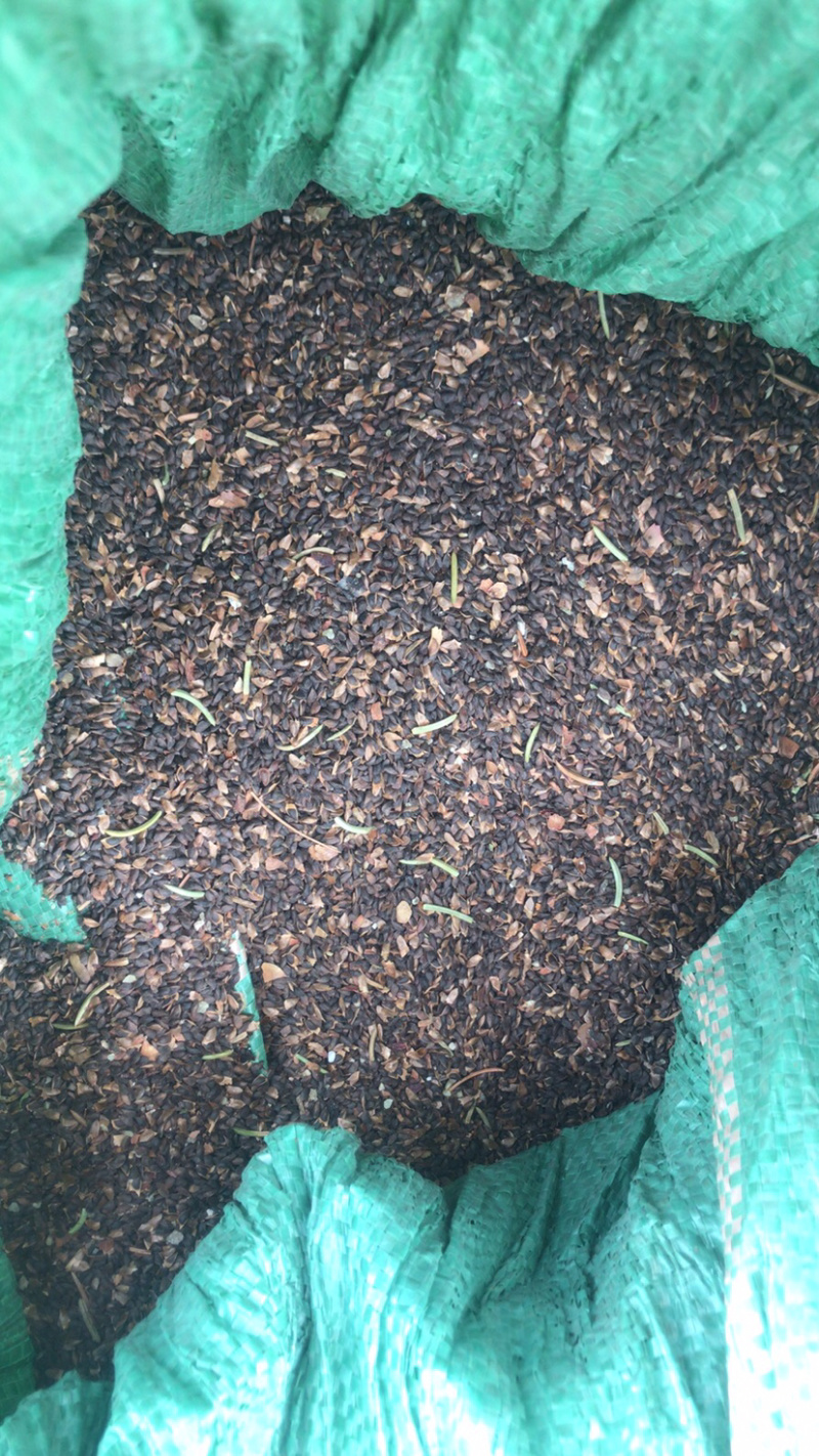 香格里拉、四川，西藏、交际处高海拔云杉子！欢迎订购。