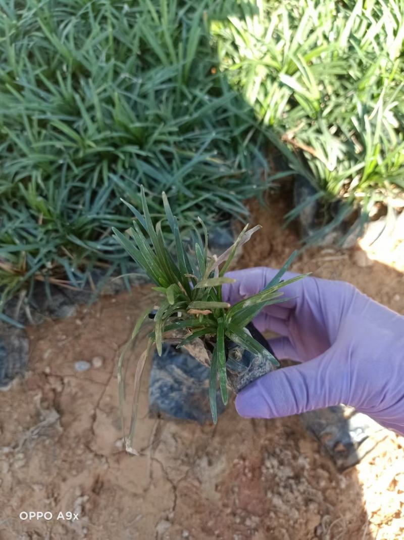 玉龙草福建漳州玉龙草绿化庭院设计基地直供大小规格袋苗