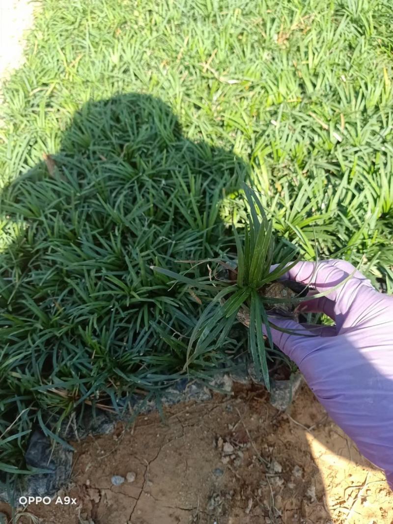 玉龙草福建漳州玉龙草绿化庭院设计基地直供大小规格袋苗