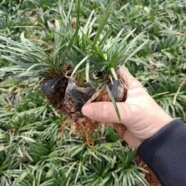 玉龙草福建漳州玉龙草绿化庭院设计基地直供大小规格袋苗