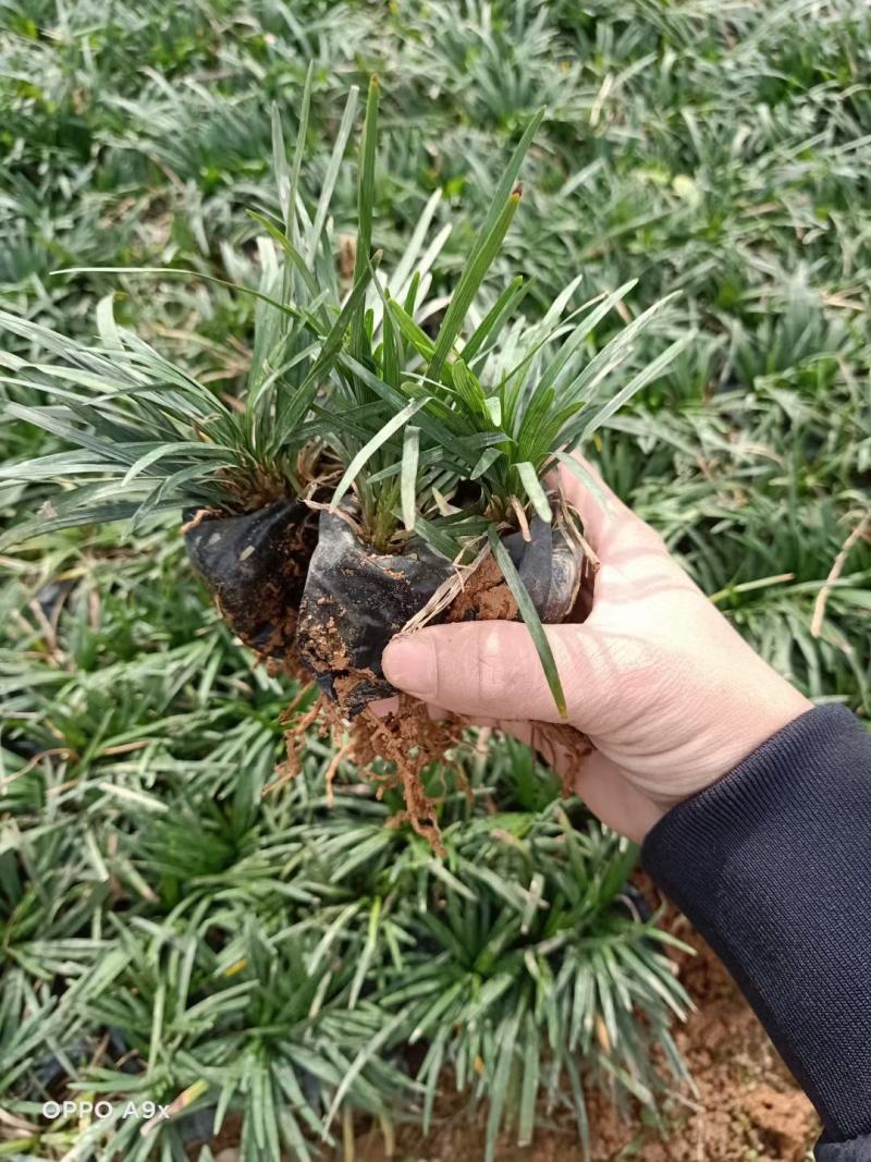 玉龙草福建漳州玉龙草绿化庭院设计基地直供大小规格袋苗