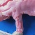 半皮鳄鱼肉一百斤起30零售48