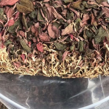 金线莲干品批发一两一袋批发招代理