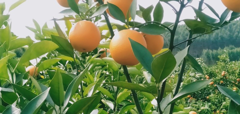 金秀精品香蜜橙大量现货供应，欢迎老板订购