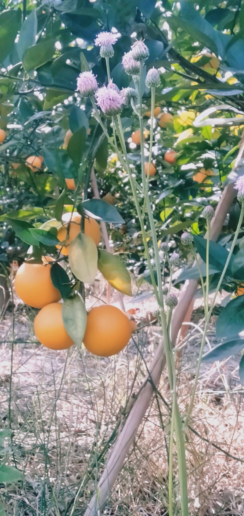 金秀精品香蜜橙大量现货供应，欢迎老板订购