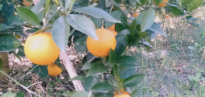 金秀精品香蜜橙大量现货供应，欢迎老板订购
