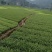 供应黄金芽茶叶种苗茶叶苗子新品种茶苗基地直供茶树苗