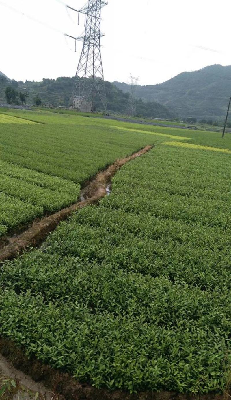 供应黄金芽茶叶种苗茶叶苗子新品种茶苗基地直供茶树苗