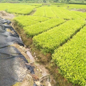 供应黄金芽茶叶种苗茶叶苗子新品种茶苗基地直供茶树苗
