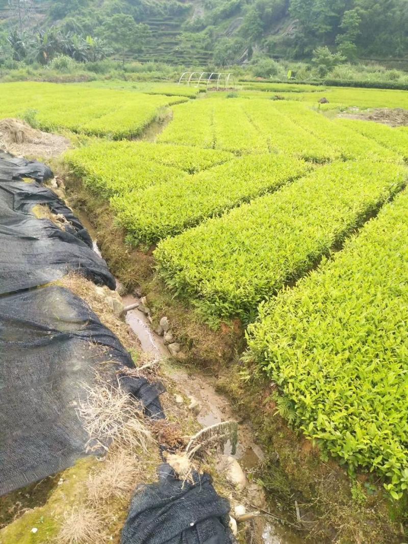 供应黄金芽茶叶种苗茶叶苗子新品种茶苗基地直供茶树苗
