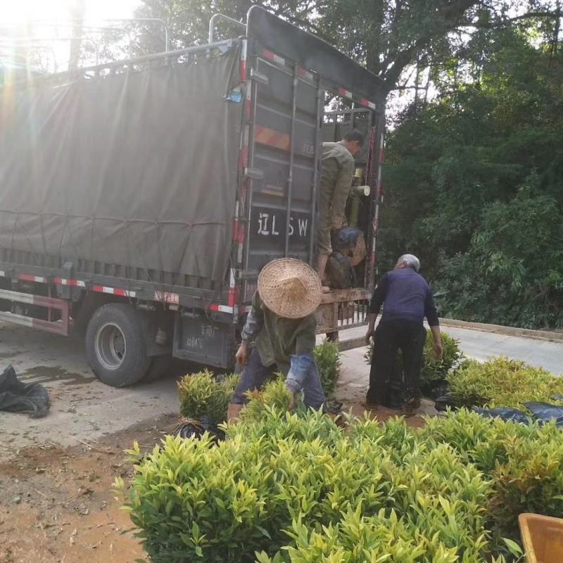供应黄金芽茶叶种苗茶叶苗子新品种茶苗基地直供茶树苗