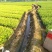 供应黄金芽茶叶种苗茶叶苗子新品种茶苗基地直供茶树苗