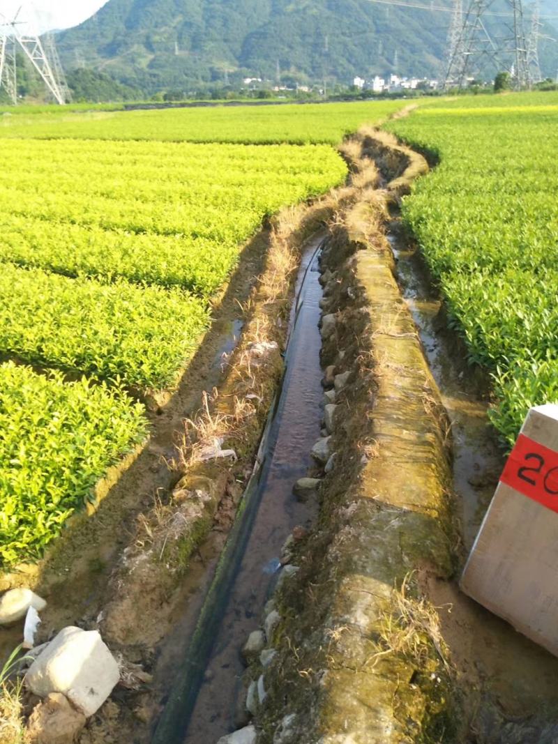 供应黄金芽茶叶种苗茶叶苗子新品种茶苗基地直供茶树苗