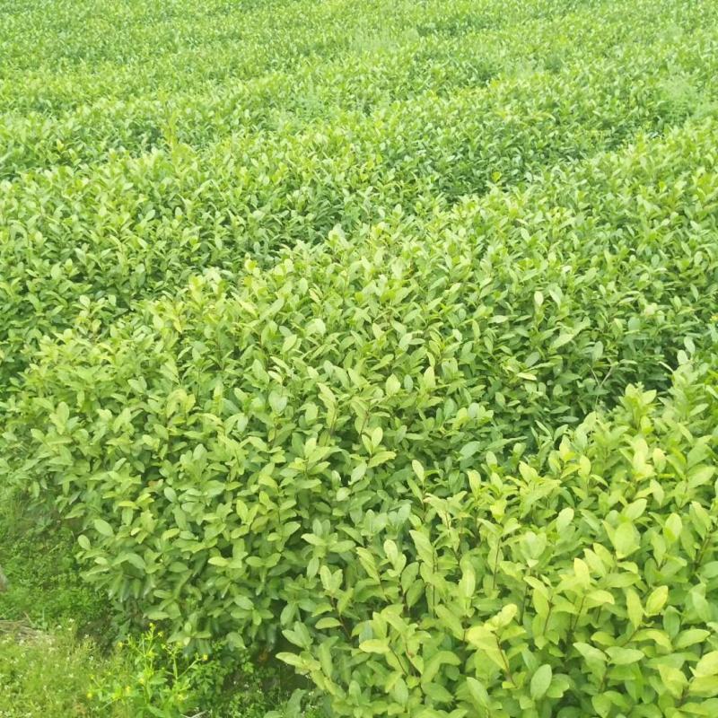 供应黄金芽茶叶种苗茶叶苗子新品种茶苗基地直供茶树苗