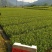 供应黄金芽茶叶种苗茶叶苗子新品种茶苗基地直供茶树苗