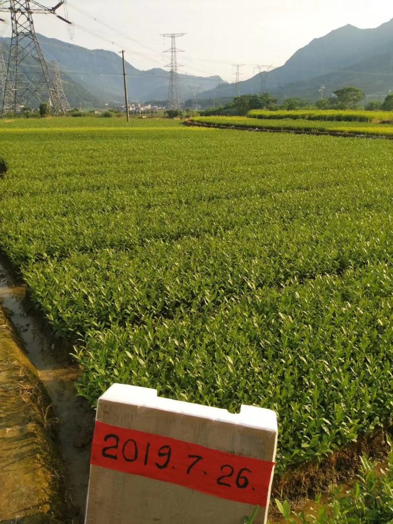 供应黄金芽茶叶种苗茶叶苗子新品种茶苗基地直供茶树苗