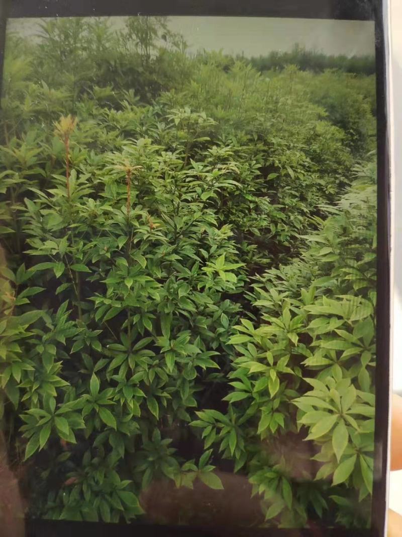 供应黄金芽茶叶种苗茶叶苗子新品种茶苗基地直供茶树苗
