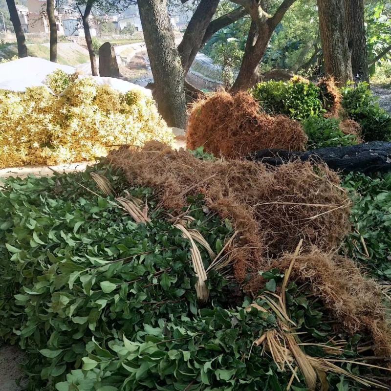 供应黄金芽茶叶种苗茶叶苗子新品种茶苗基地直供茶树苗