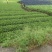 供应黄金芽茶叶种苗茶叶苗子新品种茶苗基地直供茶树苗