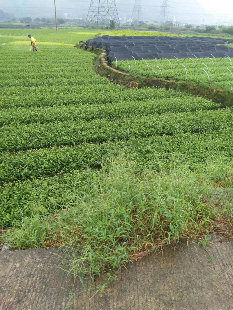 供应黄金芽茶叶种苗茶叶苗子新品种茶苗基地直供茶树苗
