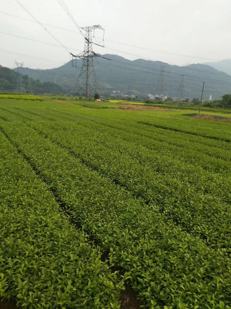 供应黄金芽茶叶种苗茶叶苗子新品种茶苗基地直供茶树苗