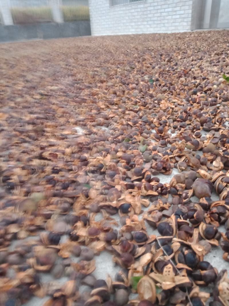 本地油茶籽，油质好，出油率高，无霉变，纯绿色食品，