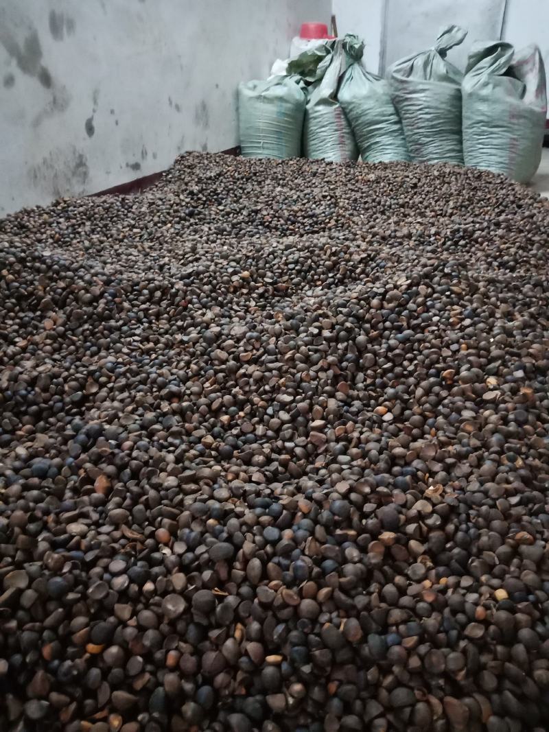 本地油茶籽，油质好，出油率高，无霉变，纯绿色食品，