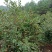 本地油茶籽，油质好，出油率高，无霉变，纯绿色食品，