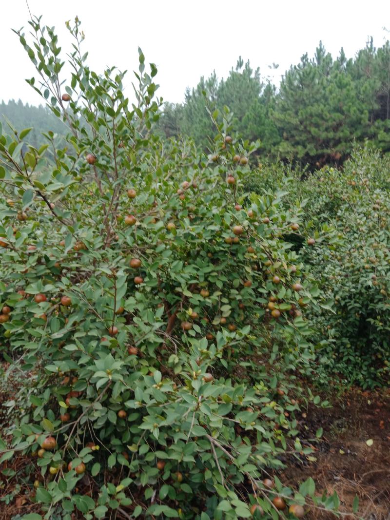 本地油茶籽，油质好，出油率高，无霉变，纯绿色食品，