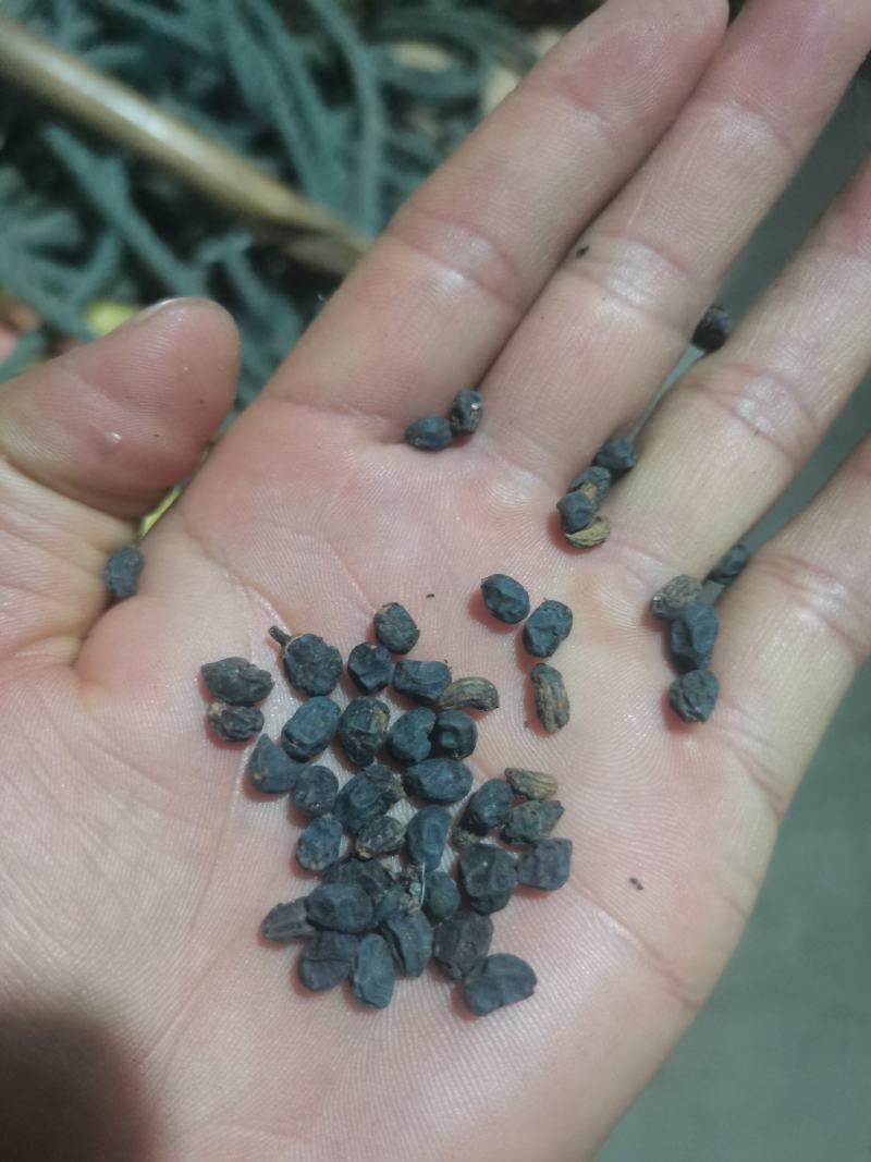 女贞子，各种规格，有前期女贞子，中期女贞子，和圆形女贞子